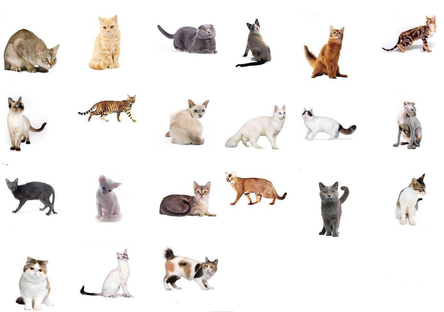 Как определить породу кошки - признаки и особенности