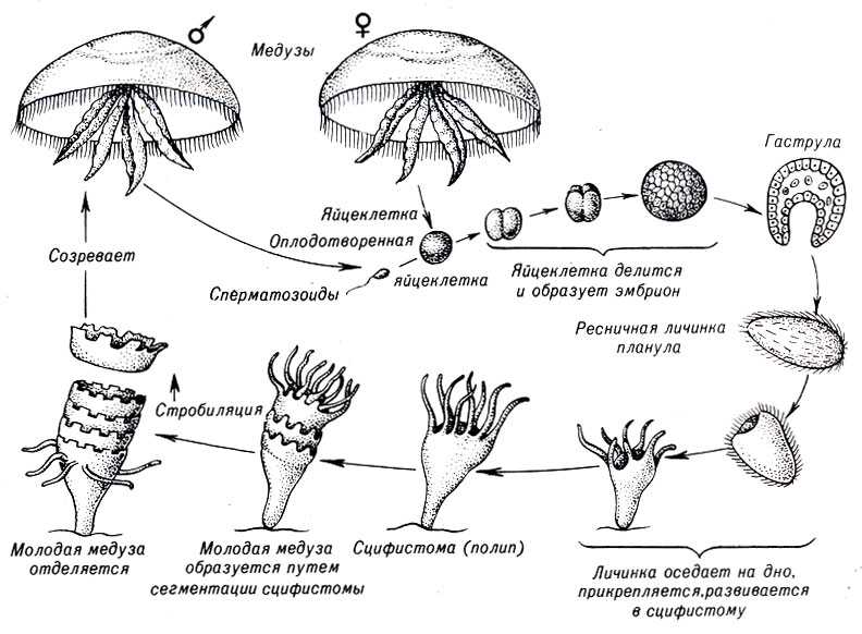 Сколько живут медузы в море. продолжительность жизни медузы