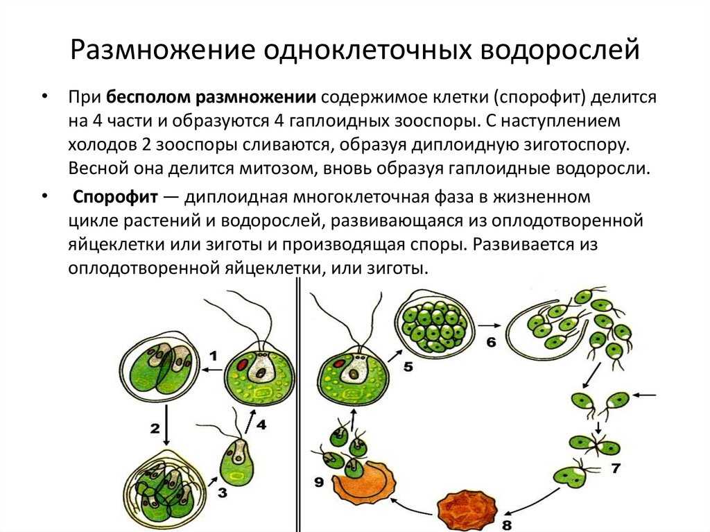Какие водоросли размножаются