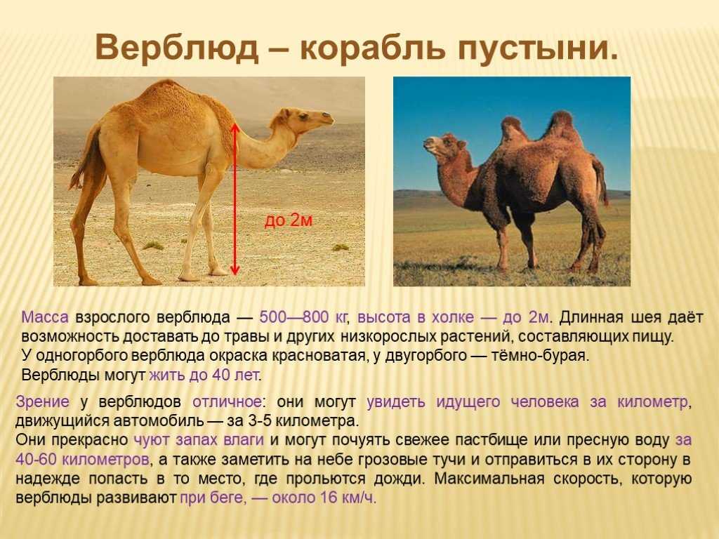 Верблюд животное. описание, особенности, виды и среда обитания верблюда | живность.ру