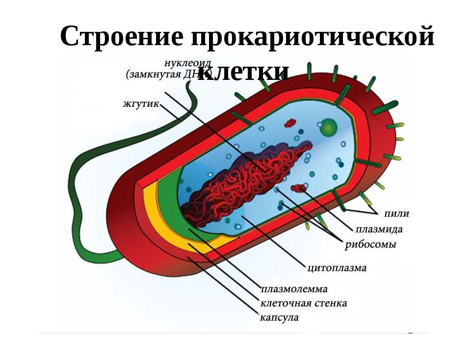 Как прокариотические, так и эукариотические клетки могут содержат структуры, известные как реснички и жгутики