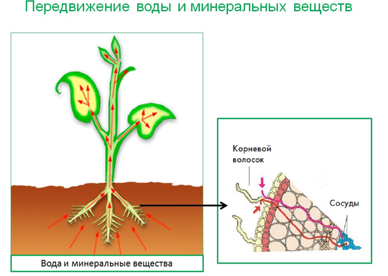 Переместилось корень. Поглощение корнями воды и Минеральных веществ. Корень и Корневое питание растений. Схема передвижения Минеральных веществ по растению. Схема передвижения питательных веществ по растению.