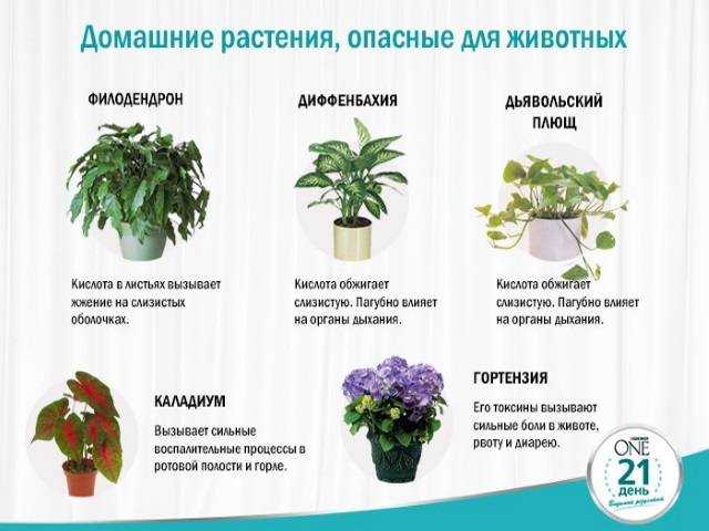 6 ядовитых цветов для кошек - описание растений