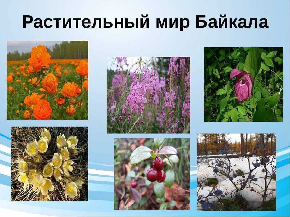 Байкал: интересные факты для детей, география, флора и фауна, история :: syl.ru