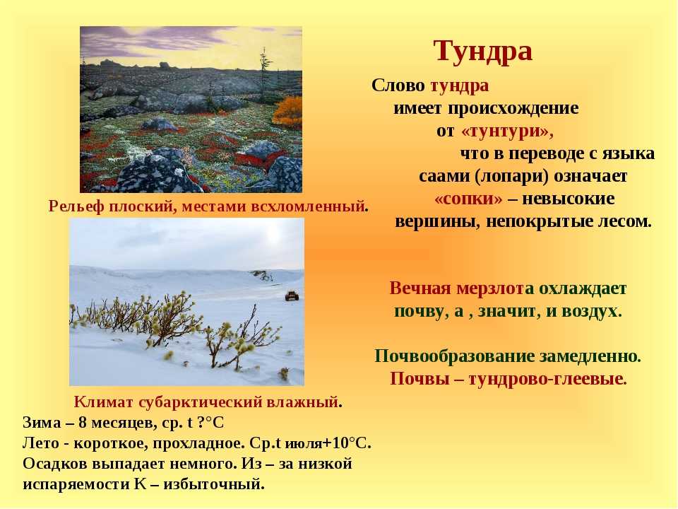 Тундра – растения и животные климатической зоны россии для сообщения по окружающему миру