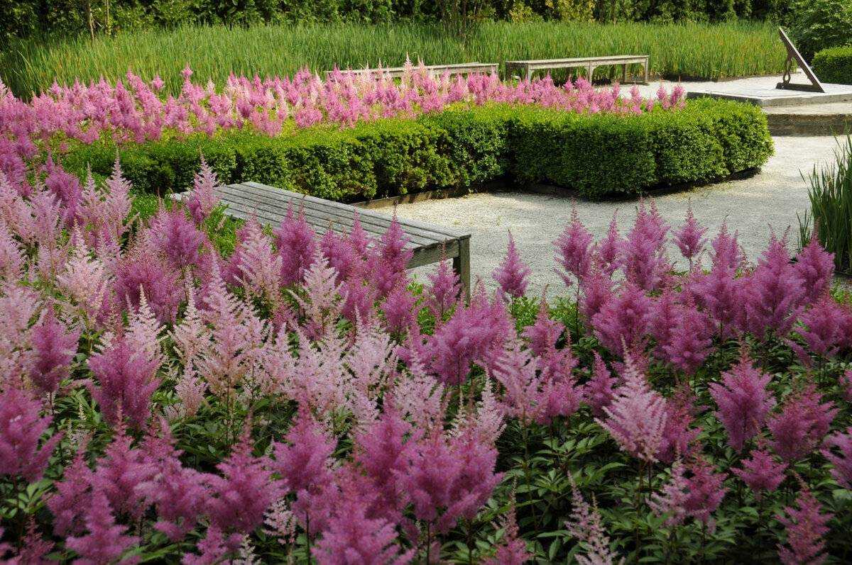 Цветущие кустарники для сада — фото и названия садовых кустарников для средней полосы, урала, сибири и северных районов!