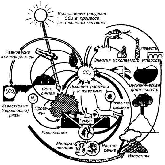Геохимический цикл углерода: схема, описание процесса и значение