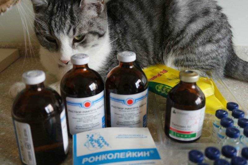 Отравление у кошки: ядами, бытовой химией, продуктами, цветами. симптомы, лечение