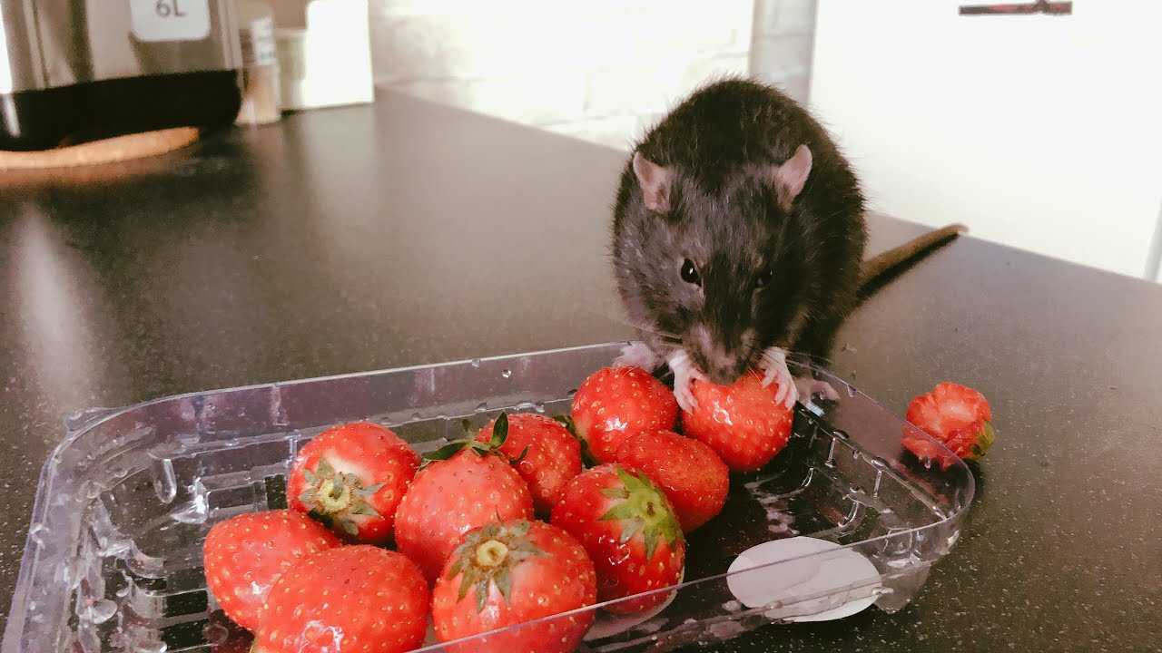 Можно крысам клубнику. Крыса с клубникой. Мышь ест клубнику. Крыса ест клубнику. Крыса с помидорами.