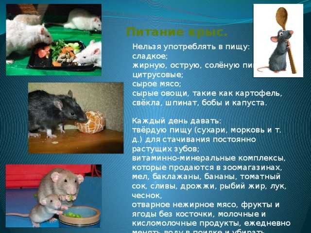 Чем кормят домашних декоративных крыс: меню от а до я