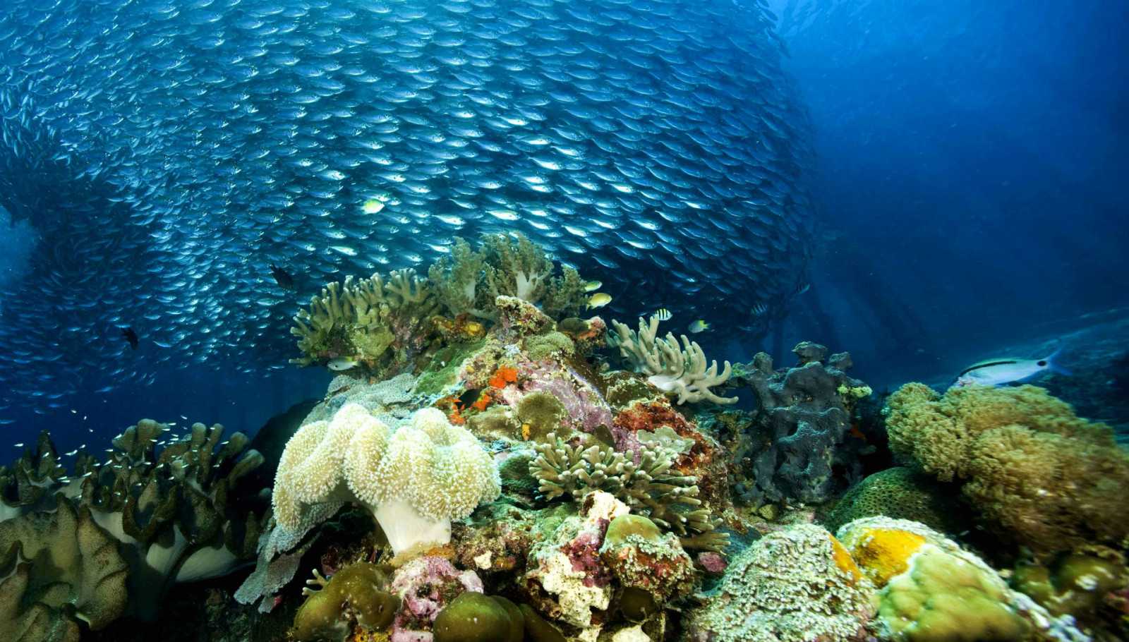 Море и подводный мир