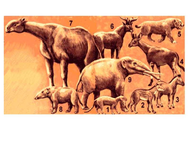 Этапы эволюции животных - группы древних животных, схема этапов