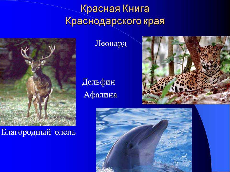 Красная книга краснодарского края: редкие животные и растения