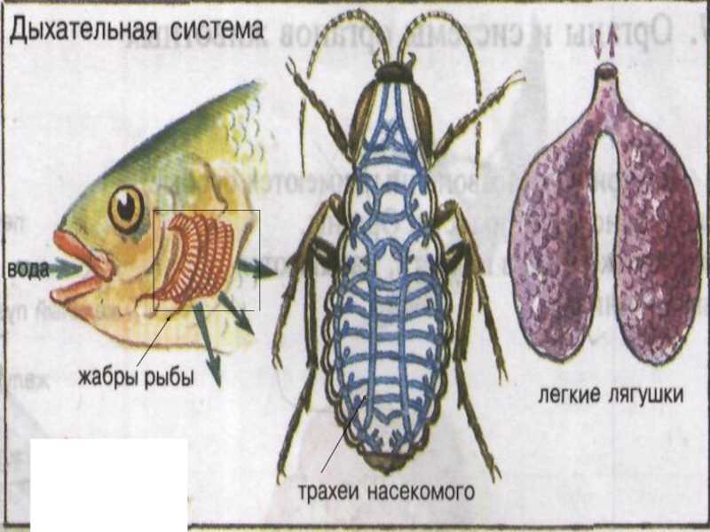 Признаки живых организмов дыхание