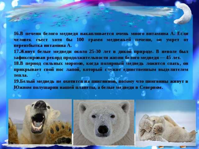 Сколько медведей в россии в настоящее время