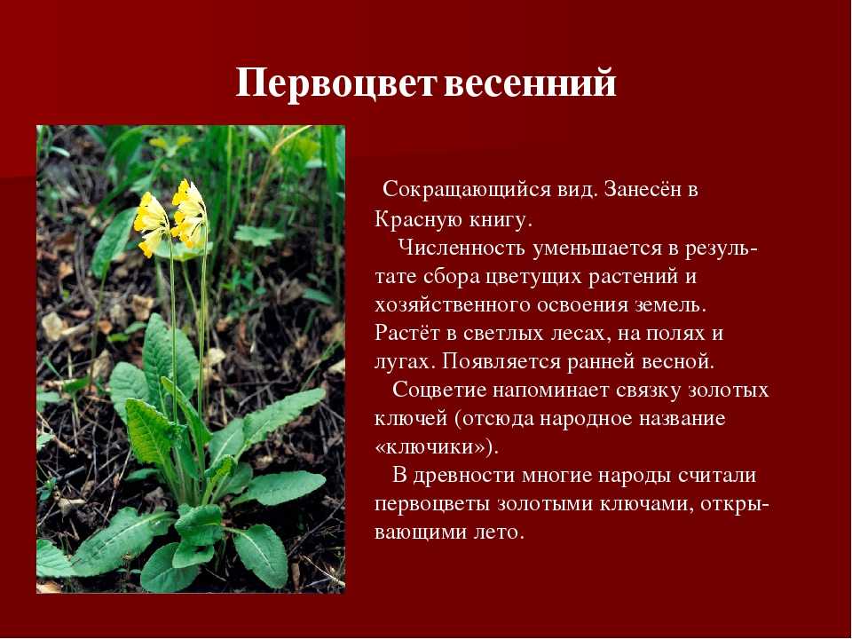 Цветы красной книги россии