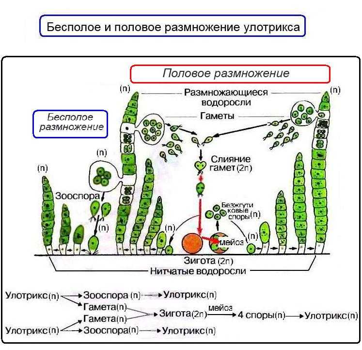 Высшие растения - характеристика и жизненный цикл - подробный конспект