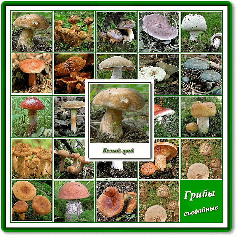 Съедобные грибы: фото и название с описанием