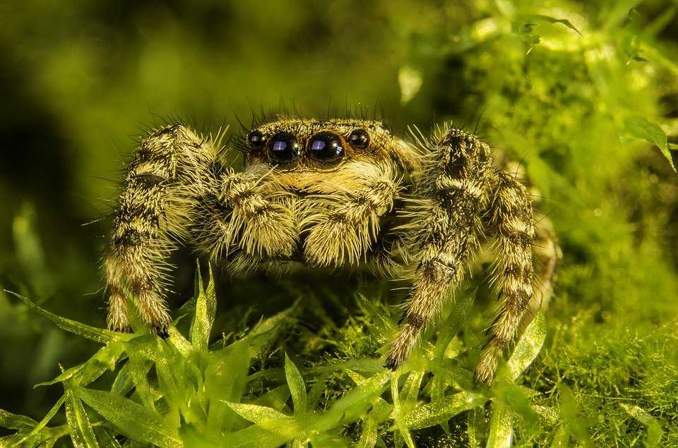 Представители паукообразных: пауки и скорпионы, клещи и их классификация, среда обитания