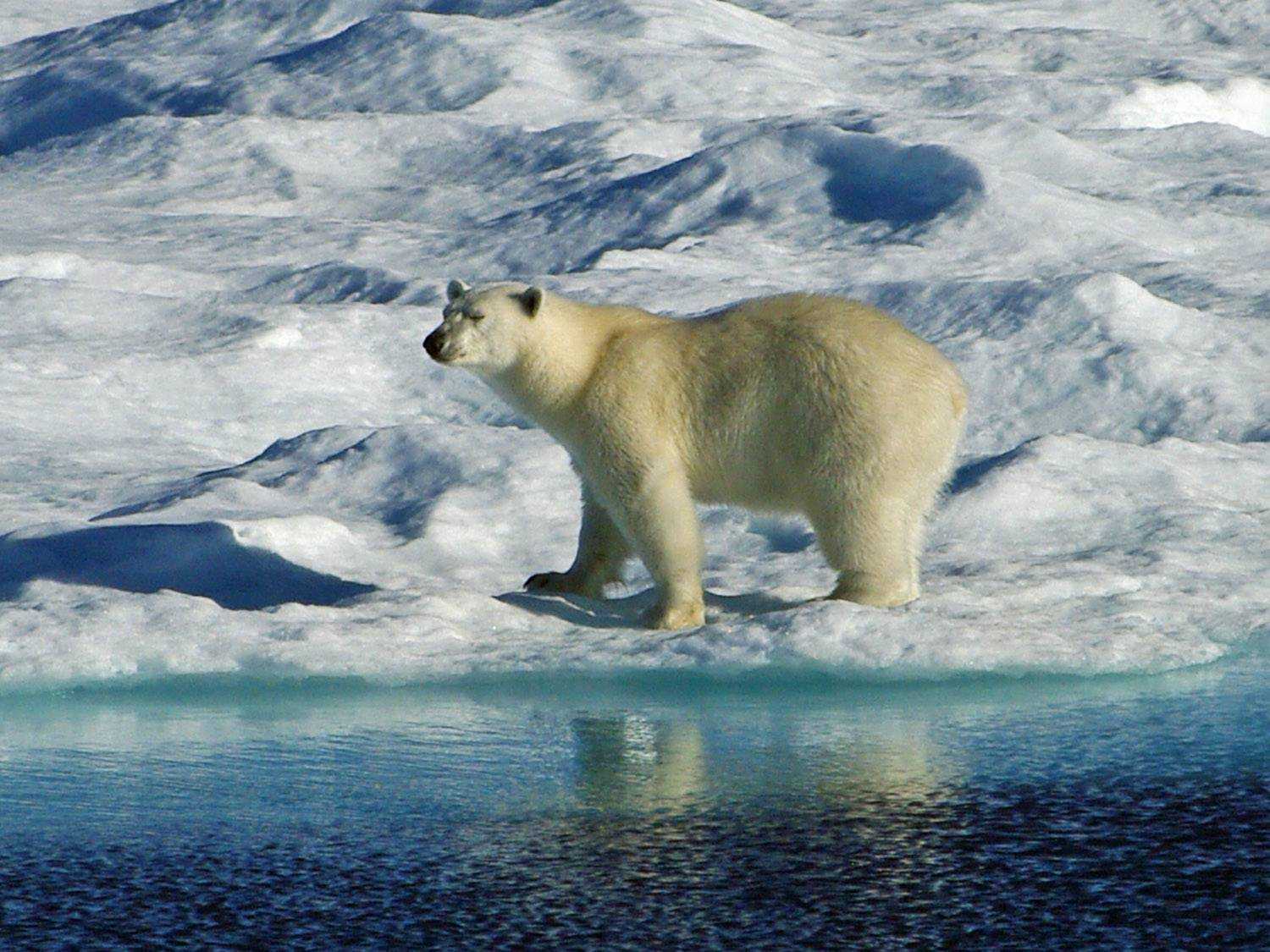 Животные арктики. описание, названия и особенности животных арктики