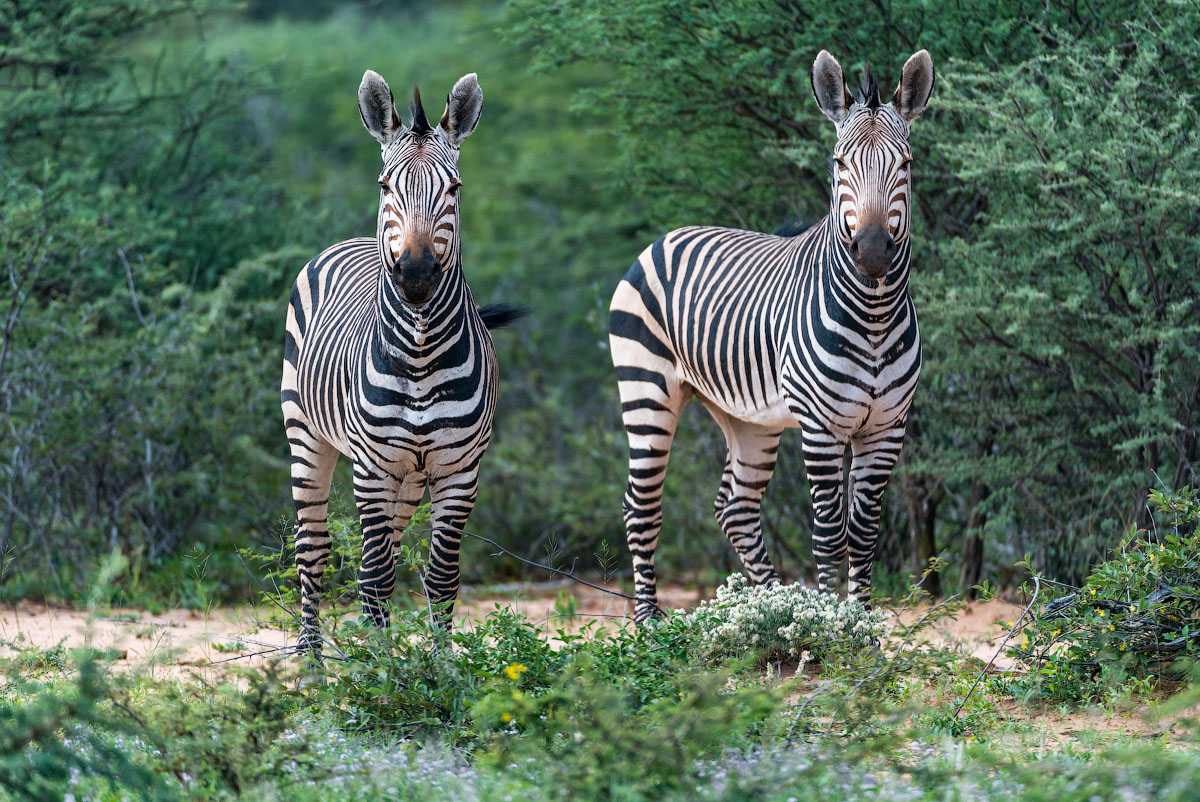 Сколько живут зебры, какого они цвета, чем питаются, где они живут в природе, интересные факты
