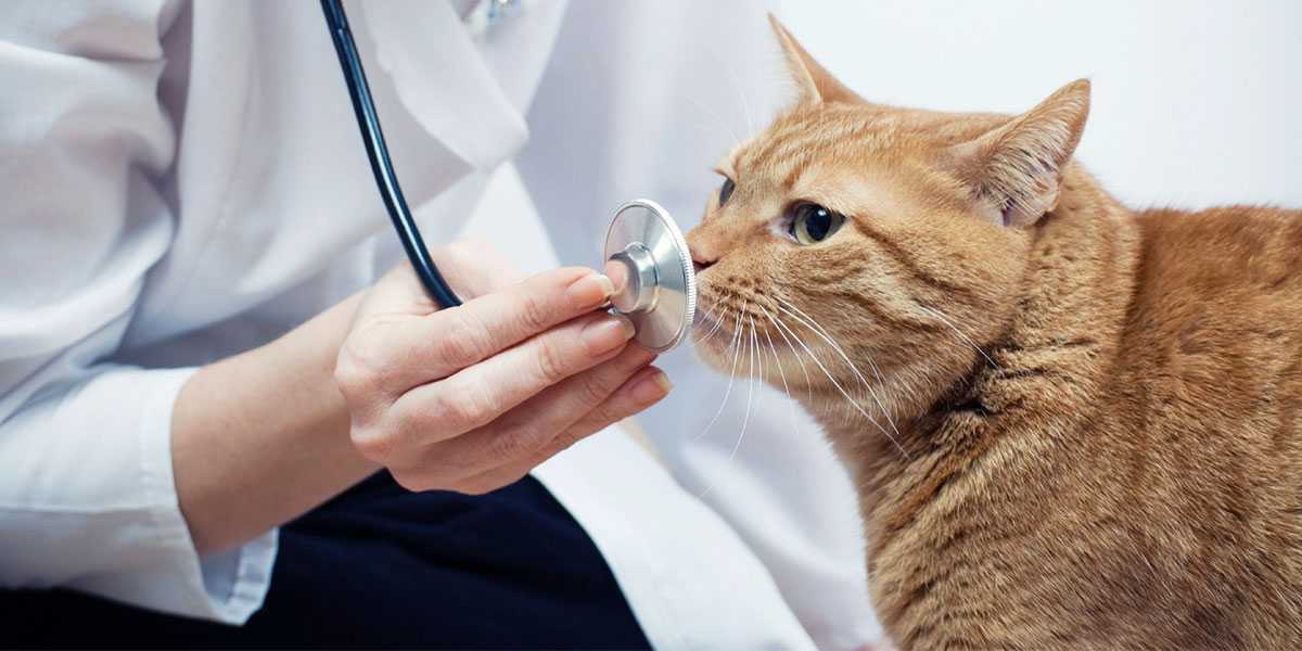 Микоплазмоз у кошек: симптомы, лечение — проверено ветеринаром