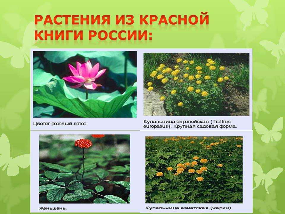 Самые редкие растения россии - хвастунишка
                                             - 19 декабря
                                             - 43205636129 - медиаплатформа миртесен