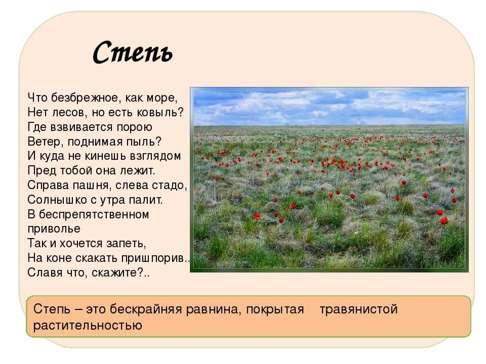 Сообщение о степи. Растительность степи. Растения и животные степи. Природная зона степь описание. Описание растительности степи.