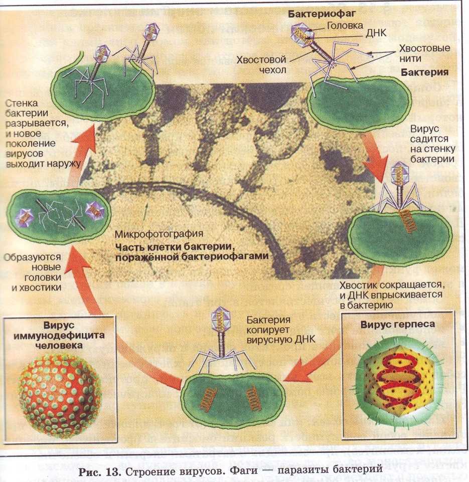 Цикл бактерии. Цикл развития вируса бактериофага. Цикл развития бактериофага схема. Этапы размножения бактериофага.