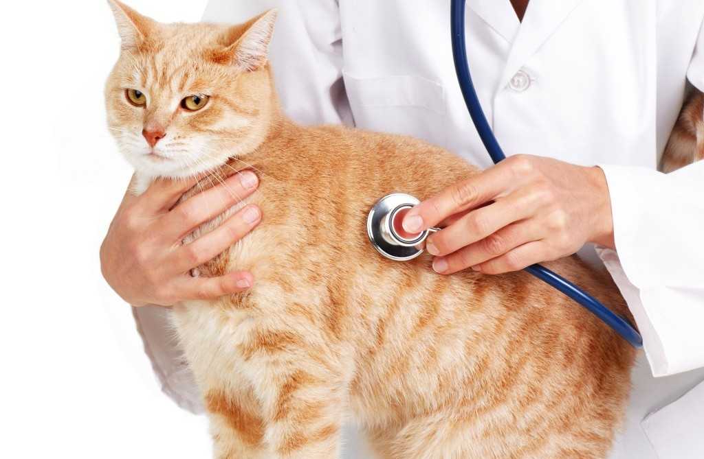 Панкреатит у кошек: причины и симптомы, первая помощь, лечение, диета
