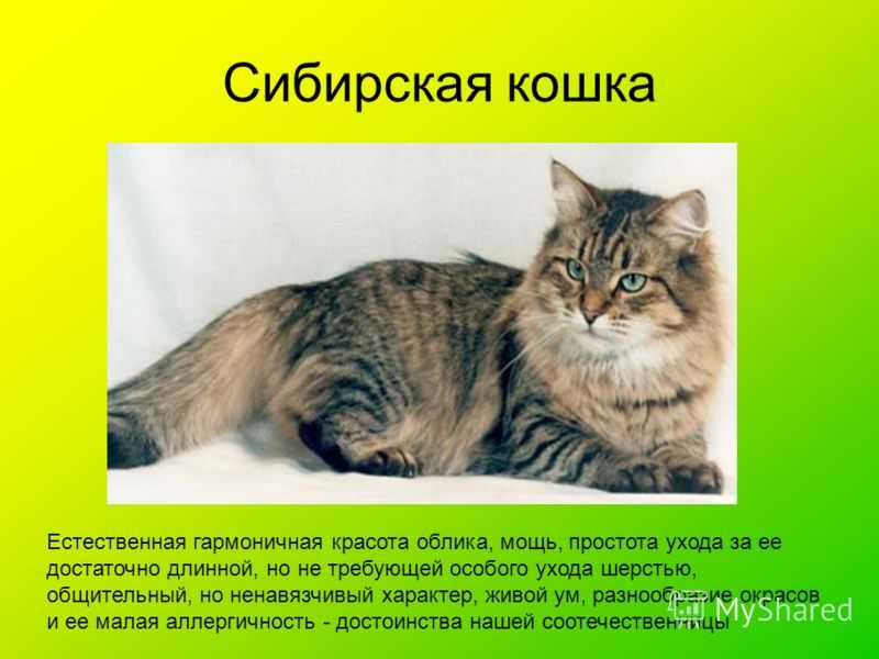 Русские породы кошек | russian top-8
