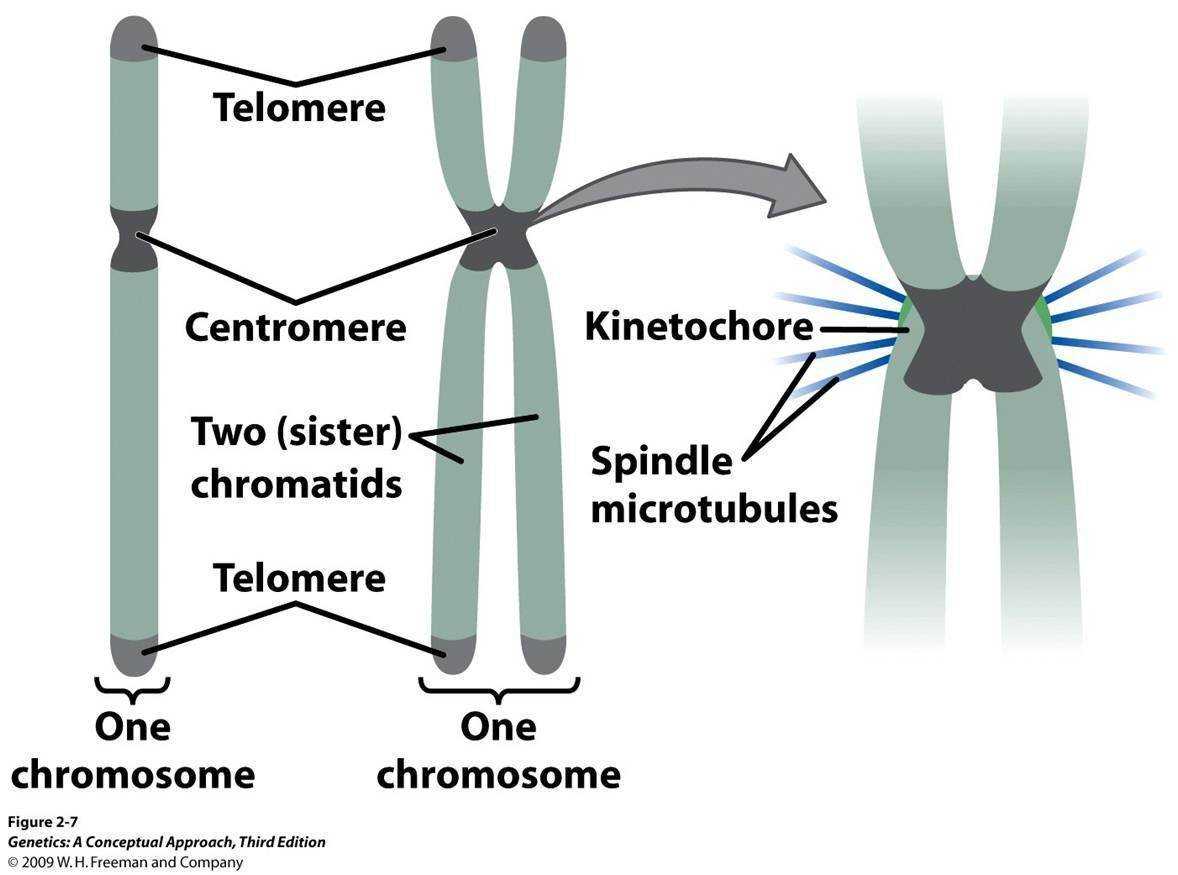Хроматида: функции в процессе митоза и мейоза