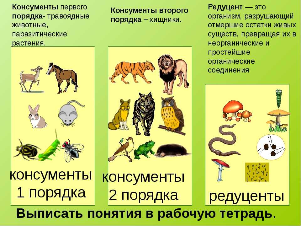 Что такое гетеротрофы? определение, типы и примеры гетеротрофных организмов — природа мира
