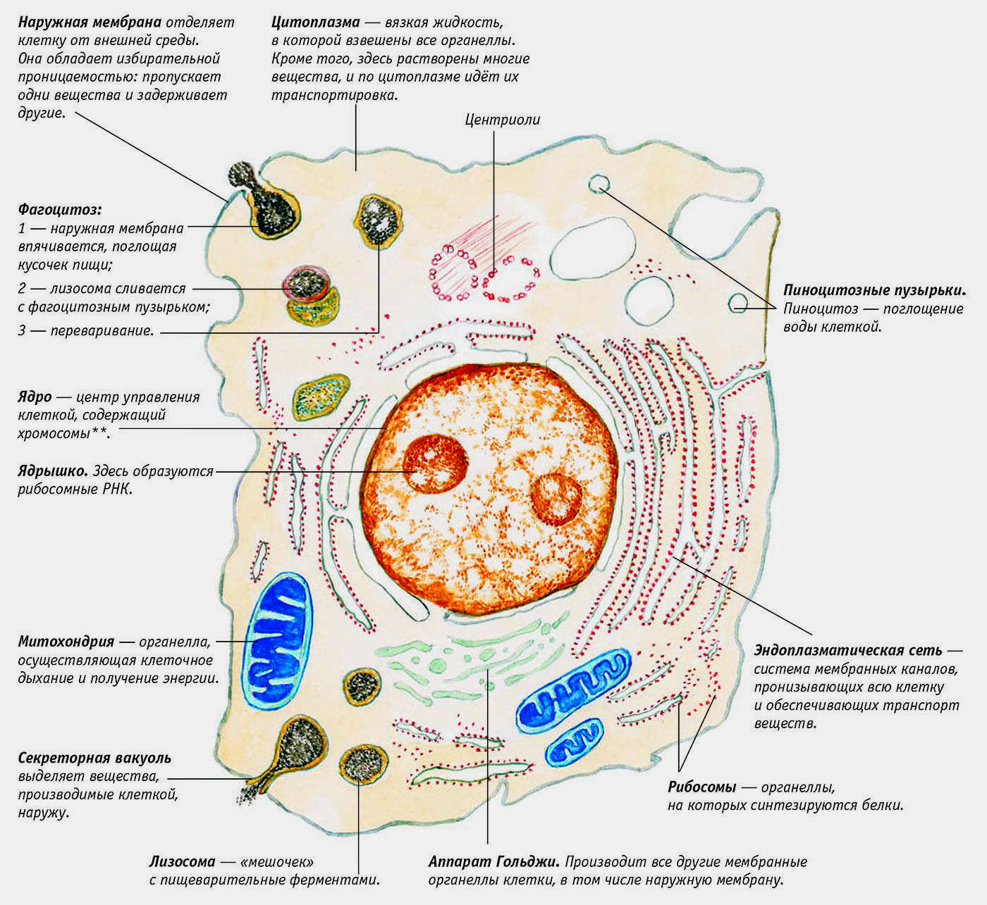 Строение эукариотической клетки органеллы строение функции