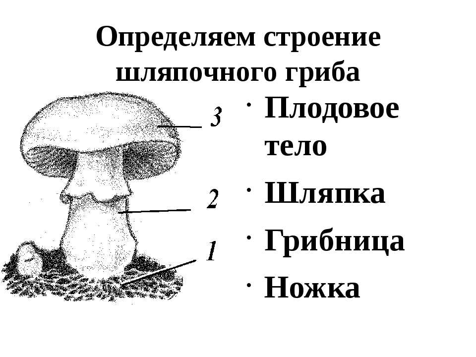 Сообщение доклад съедобные грибы