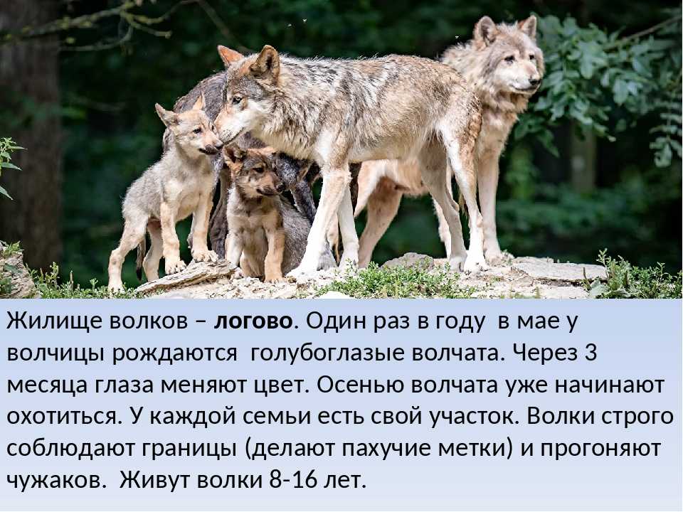 Чем питается волк: среда обитания, питание, выведение потомства - gkd.ru