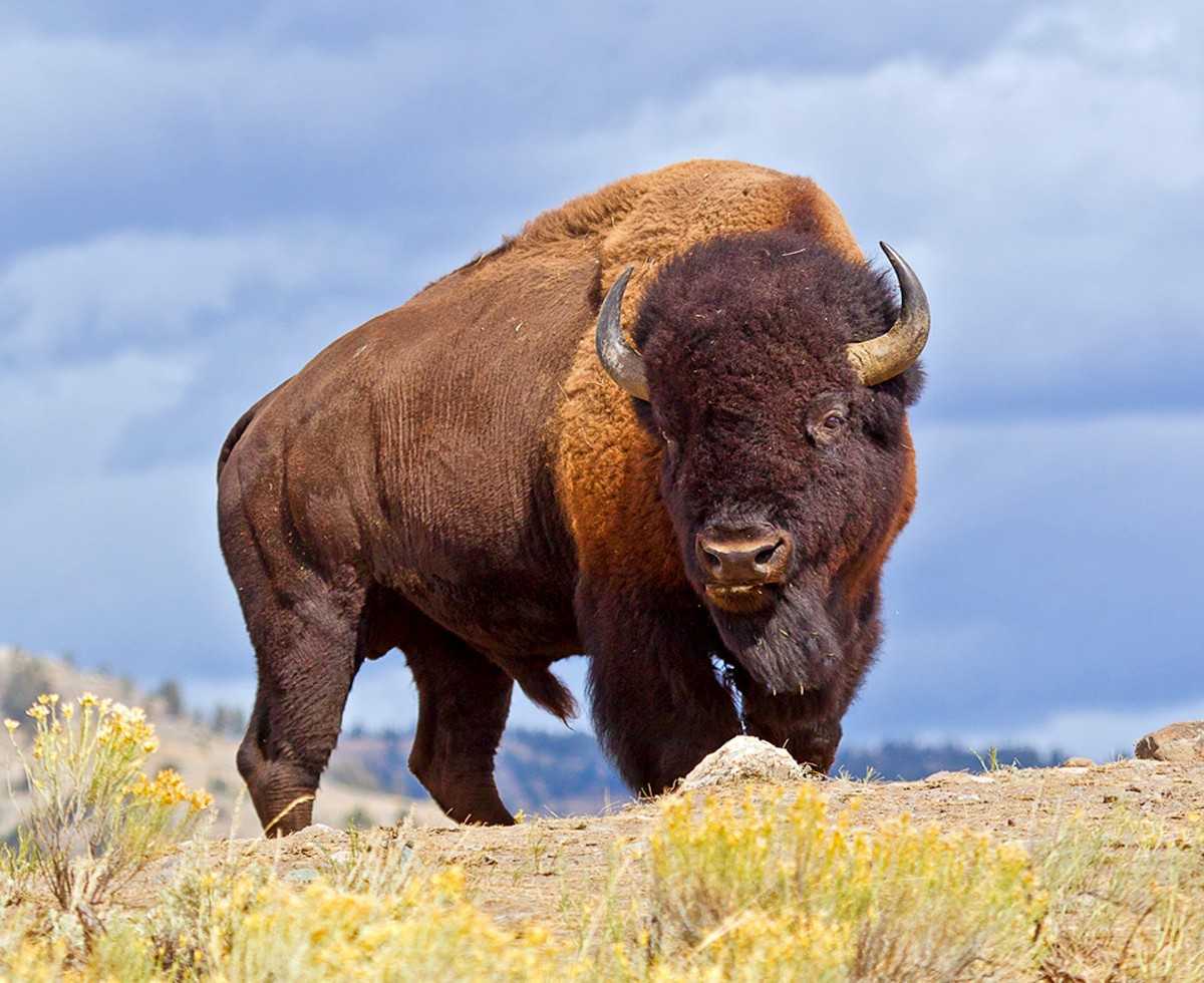 Бизон - bison - abcdef.wiki