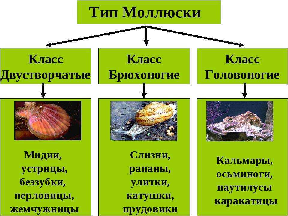 Удивительные факты о брюхоногих моллюсках. головоногие моллюски: описание, строение, интересные факты
