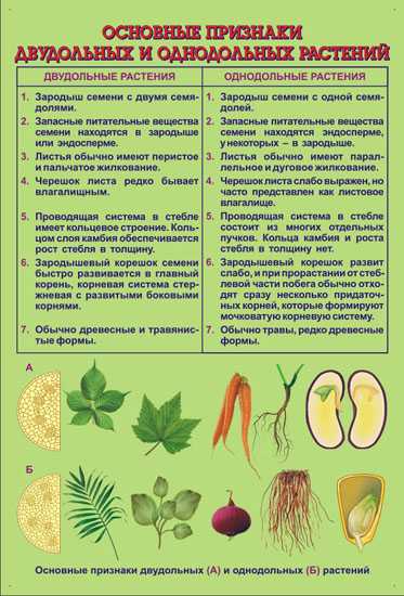 Как определить двудольные и однодольные растения по картинке