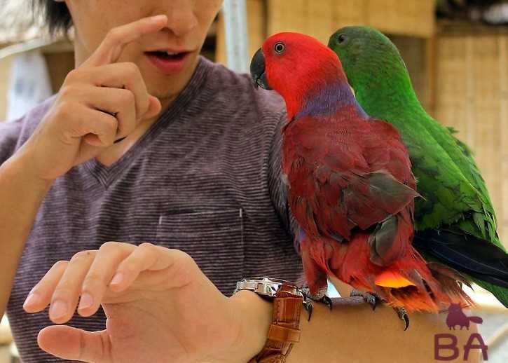 Как научить попугая разговаривать: руководство и аудиоуроки