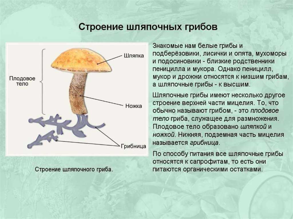 Общая характеристика царства грибы. строение, питание и размножение грибов