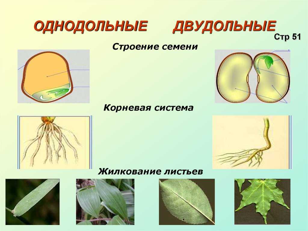 Давайте рассмотрим анатомические признаки двудольных и однодольных растений, чтобы определить сходства и различия между двумя этими классами