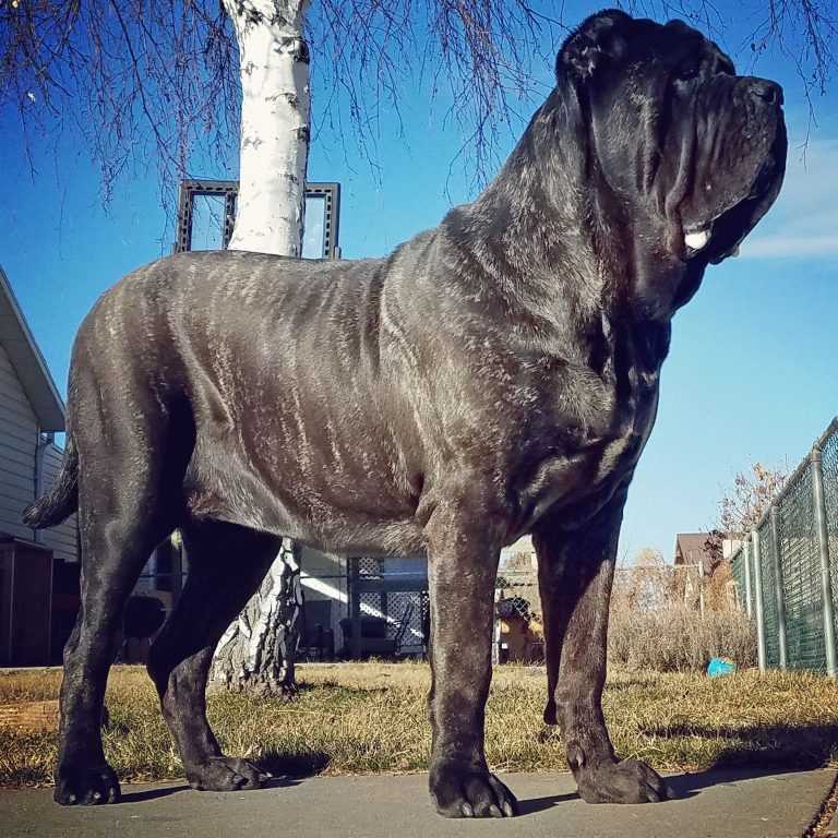 Какая самая большая порода собак в мире: топ-15 гигантских аномально больших собак, названия пород, фото
