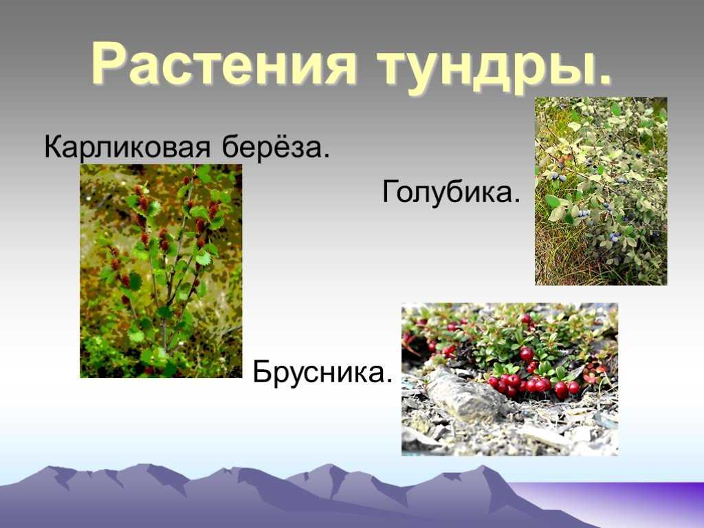 Какие растения произрастают в лесотундре?