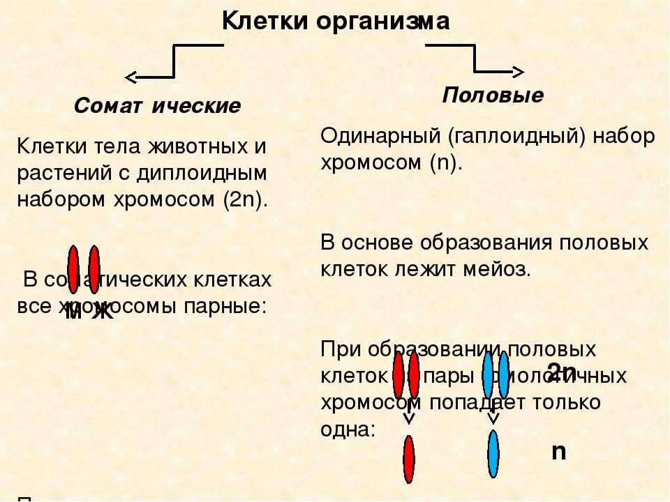 Вегетативная клетка набор хромосом