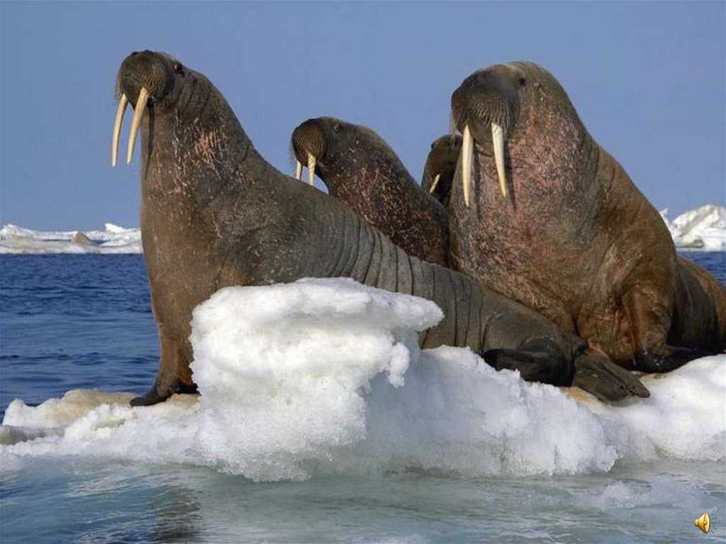 Животные антарктиды. описание и особенности животных антарктиды | живность.ру