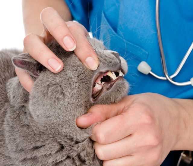 Читайте как проводить профилактику воспаления десен у кошек и предотвращать болезнь пошагово Все что нужно знать о симптомах и лечении гингивита у котов