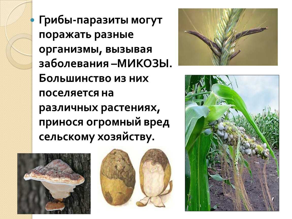 Доклад на тему грибы паразиты сообщение (описание для детей)