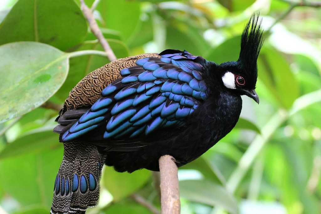 Самые необычные птицы в мире – фото с названиями и описанием