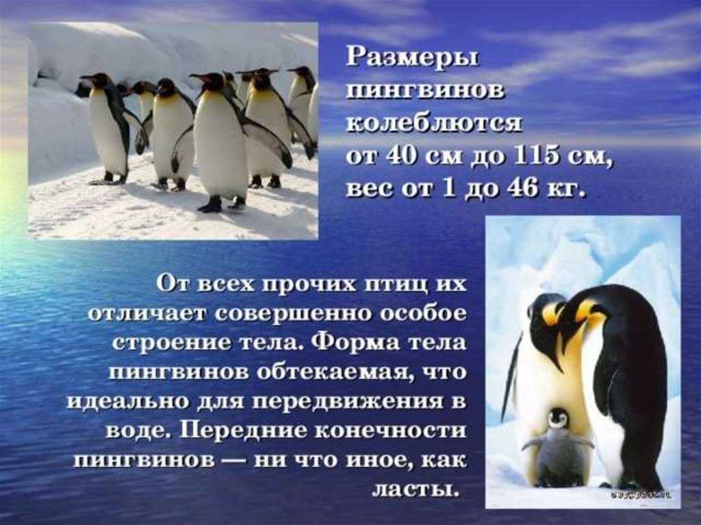 Топ 7 увлекательных и интересных фактов о пингвинах